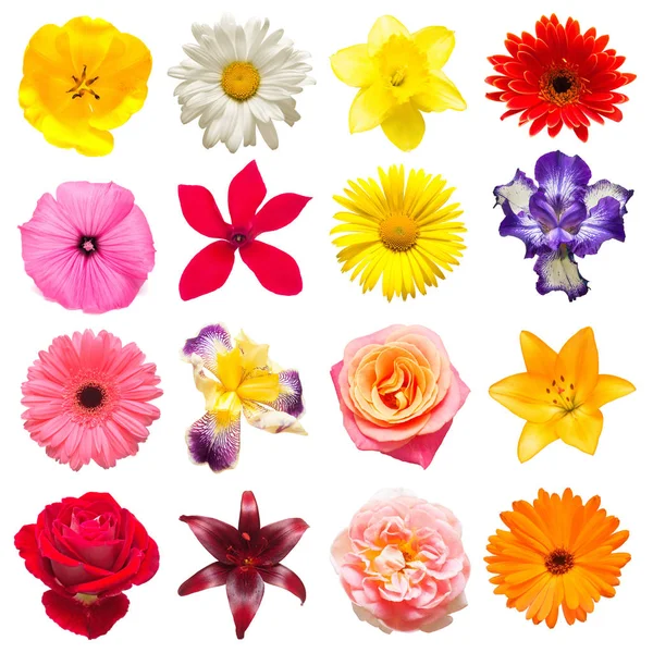 Collection of beautiful iris, cyclamen, lilies, tulips, chamomil Stock Image