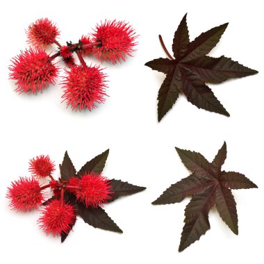 Collection castor oil plant, fruit Ricinus communis isolated on  clipart