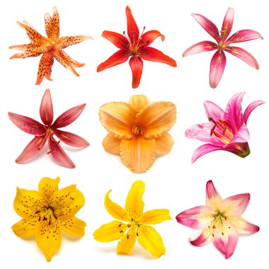 Çiçekler koleksiyonu çok renkli lilyum ve daylilies üzerinde izole