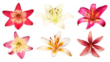 Çiçekler koleksiyonu çok renkli lilyum ve daylilies üzerinde izole