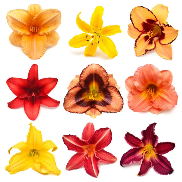 Colección de flores multicolores lirios y daylilies aislados en — Foto de Stock
