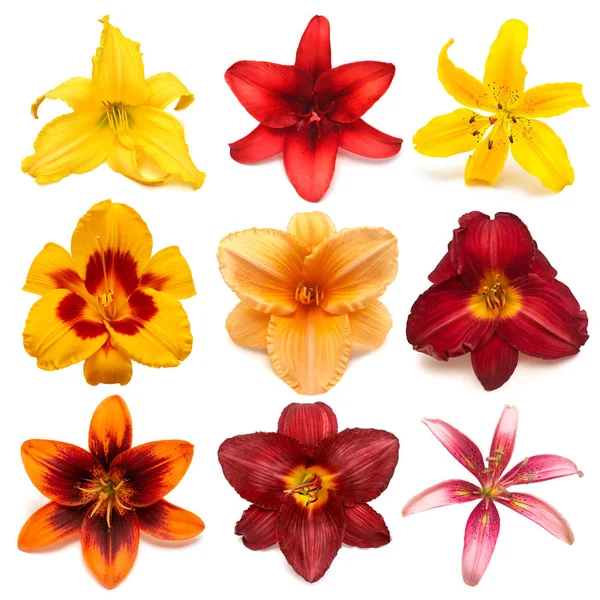 Colección de flores multicolores lirios y daylilies aislados en — Foto de Stock