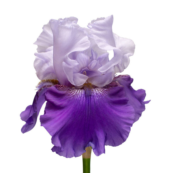 Iris flower delicate isolated on white background with clipping 