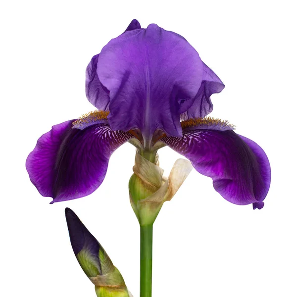 Iris Blume zart isoliert auf weißem Hintergrund mit Ausschnitt — Stockfoto