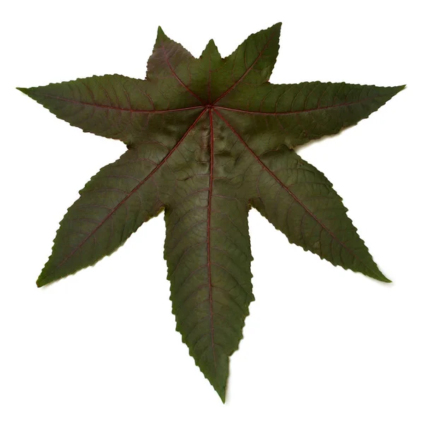 Hint yağı tesisi, Leaf Ricinus communis beyaz arka plan müziği üzerinde izole — Stok fotoğraf