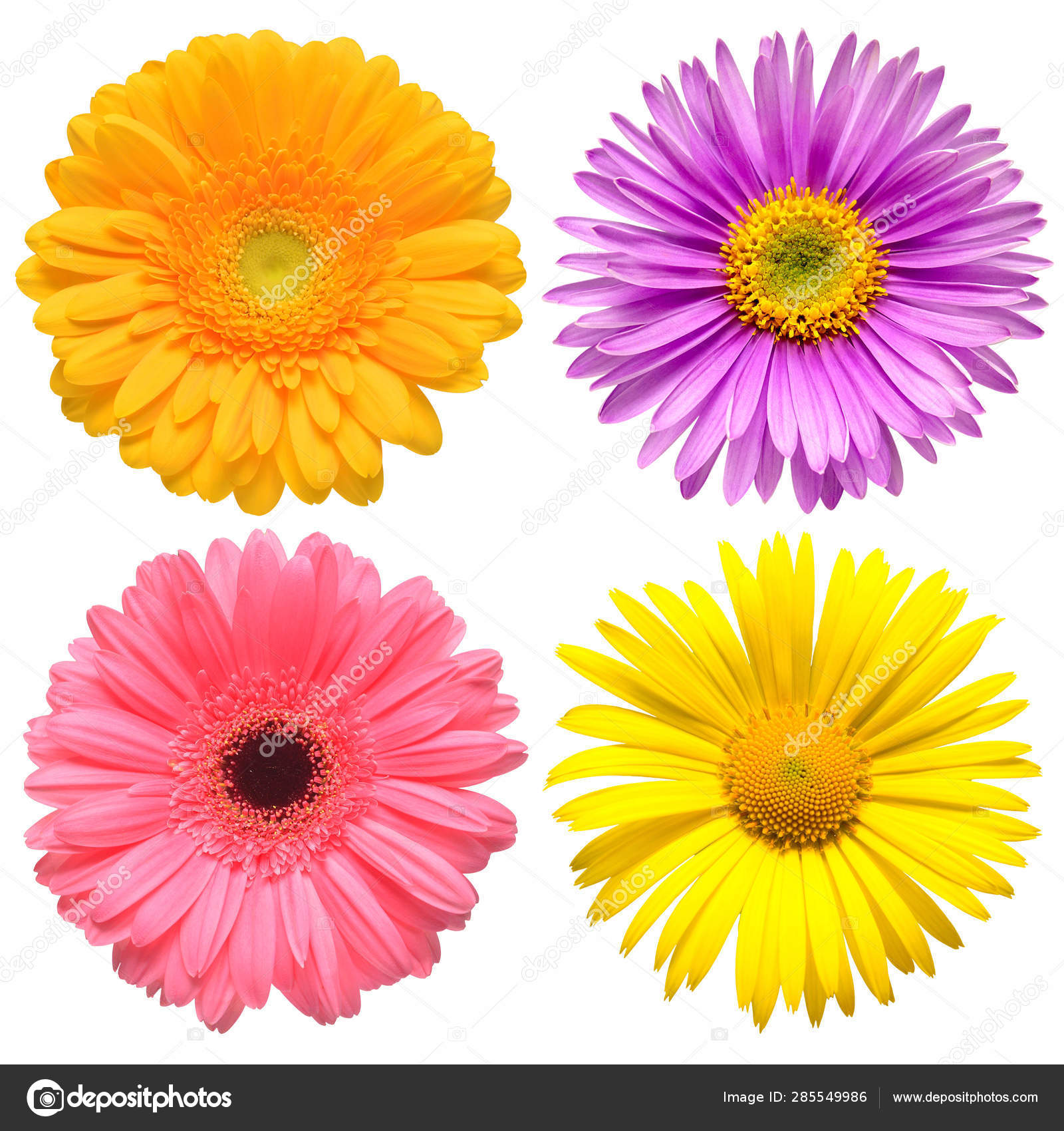 Flowers Head Collection Of Beautiful Aster Daisy Gerbera Cham Stock Photo C Flowerstudio 285549986