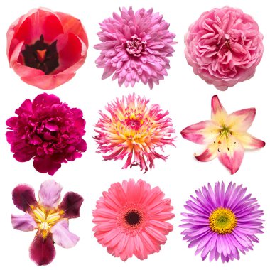 Koleksiyon pembe çiçekler lale, iris, dahlia, gül, papatya başkanı