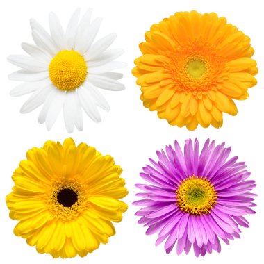 Güzel aster, papatya, gerbera, cham çiçek baş koleksiyonu