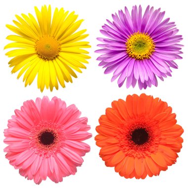 Güzel aster, papatya, gerbera, cham çiçek baş koleksiyonu