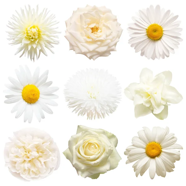 Insamling vackra huvud vita blommor av Dahlia, Rose, k — Stockfoto