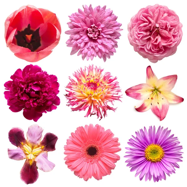 Colección flores rosadas cabeza de tulipán, iris, dalia, rosa, margarita —  Fotos de Stock