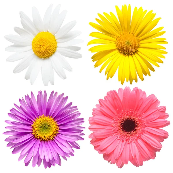 Bloemen hoofd collectie van mooie Aster, Daisy, Gerbera, Cham — Stockfoto