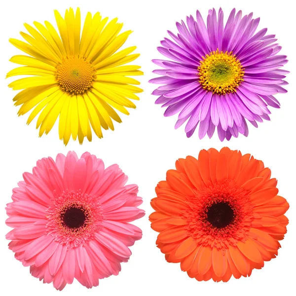 Bloemen hoofd collectie van mooie Aster, Daisy, Gerbera, Cham — Stockfoto