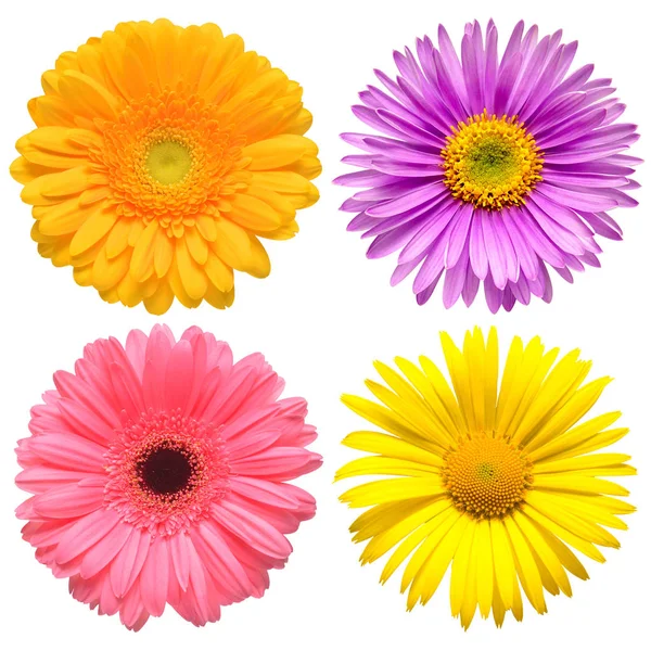 Bloemen hoofd collectie van mooie Aster, Daisy, Gerbera, Cham — Stockfoto