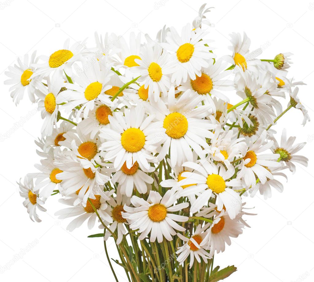 Bouquet of large white daisies isolated on a white background. F
