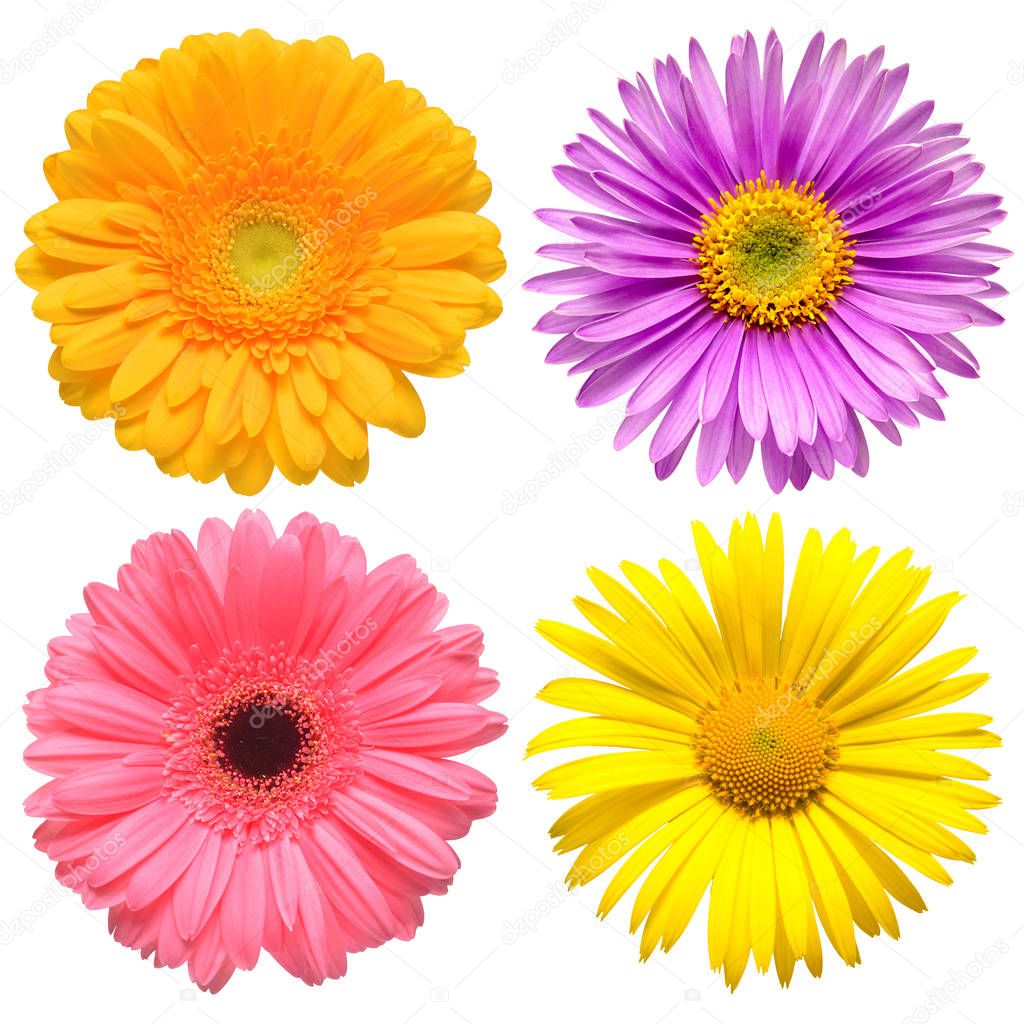 Flowers head collection of beautiful aster, daisy, gerbera, cham