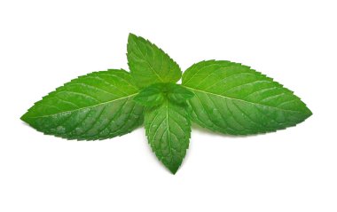 Taze nane yaprakları beyaz arka plan üzerinde izole. Üst görünüm, düz l