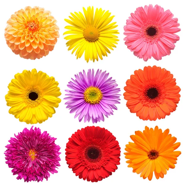 Flowers head collection of beautiful aster, daisy, calendula, ge — Stock Photo, Image