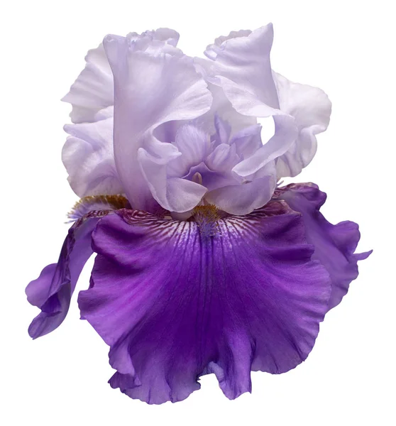 Flor de iris delicada aislada sobre fondo blanco. Verano. Sprin. —  Fotos de Stock