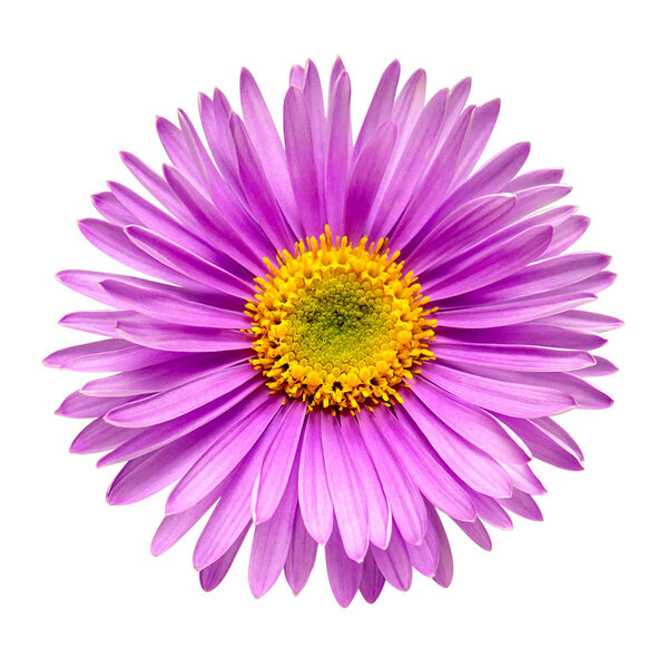Pink flower aster alpine isolated on white background. Macro, da