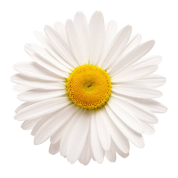 One white daisy flower isolated on white background. Flat lay, t