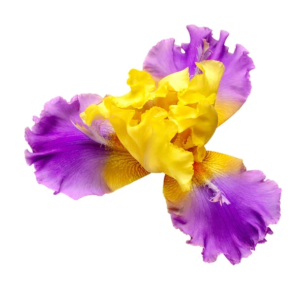 Iris bloem delicate geïsoleerd op witte achtergrond met clipping — Stockfoto