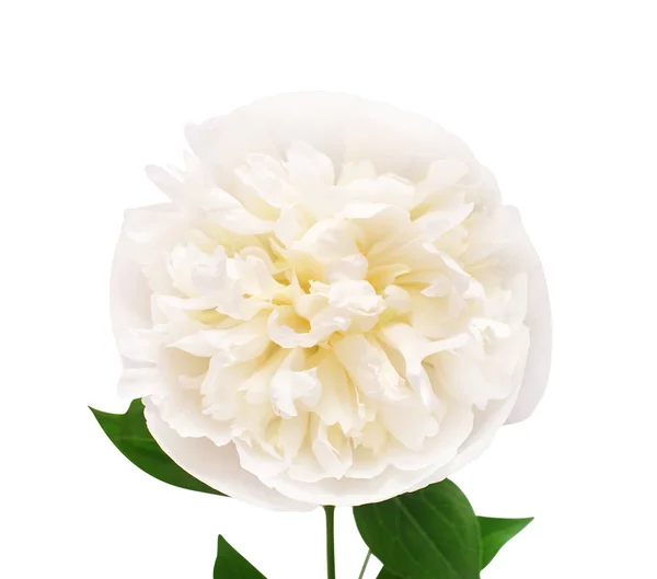 Peônia flor isolada no fundo branco. Padrão floral, objectivo — Fotografia de Stock
