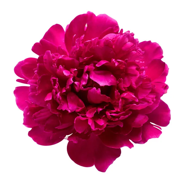 Fiore testa di peonia rosa isolato su sfondo bianco. Patt floreale — Foto Stock