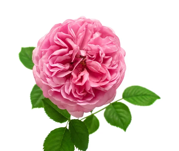 Rosa englische Rose von David Austin isoliert auf weißem Hintergrund. — Stockfoto