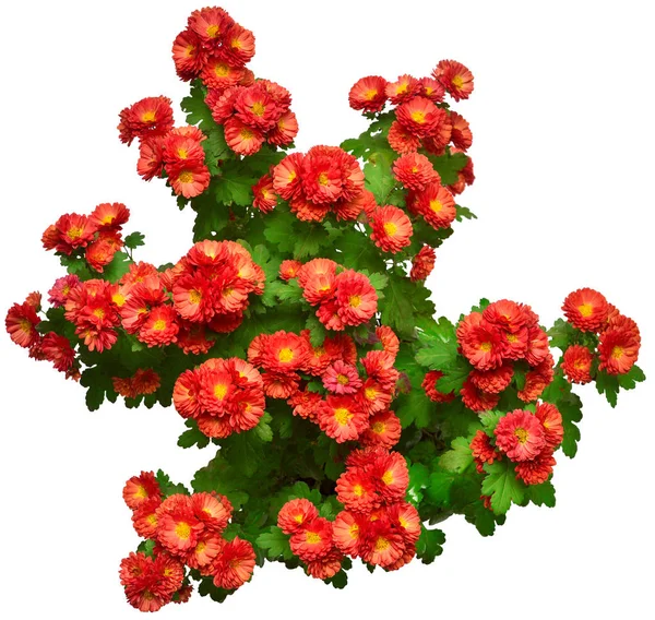 Chrysanthemum flowers red autumn in pot isolated on white backgr — Stock Photo, Image