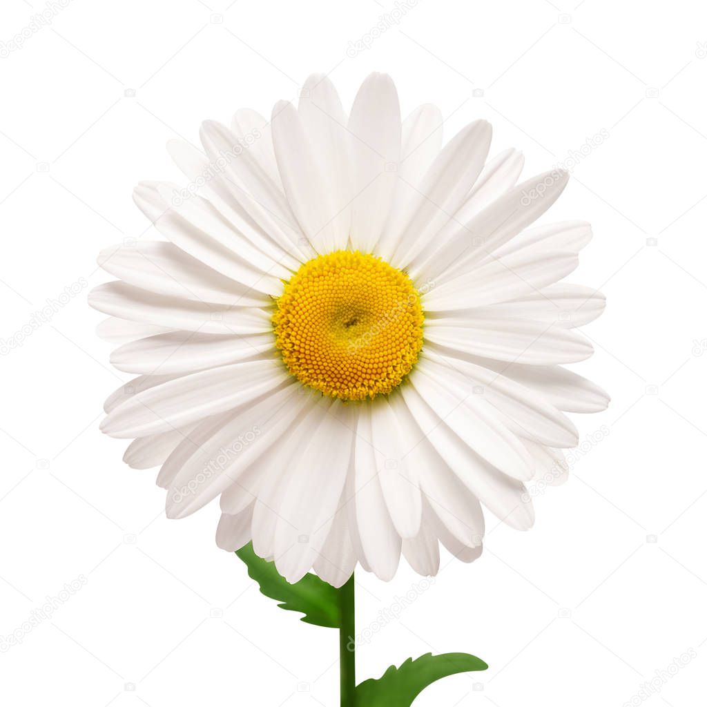 One white daisy flower isolated on white background. Flat lay, t