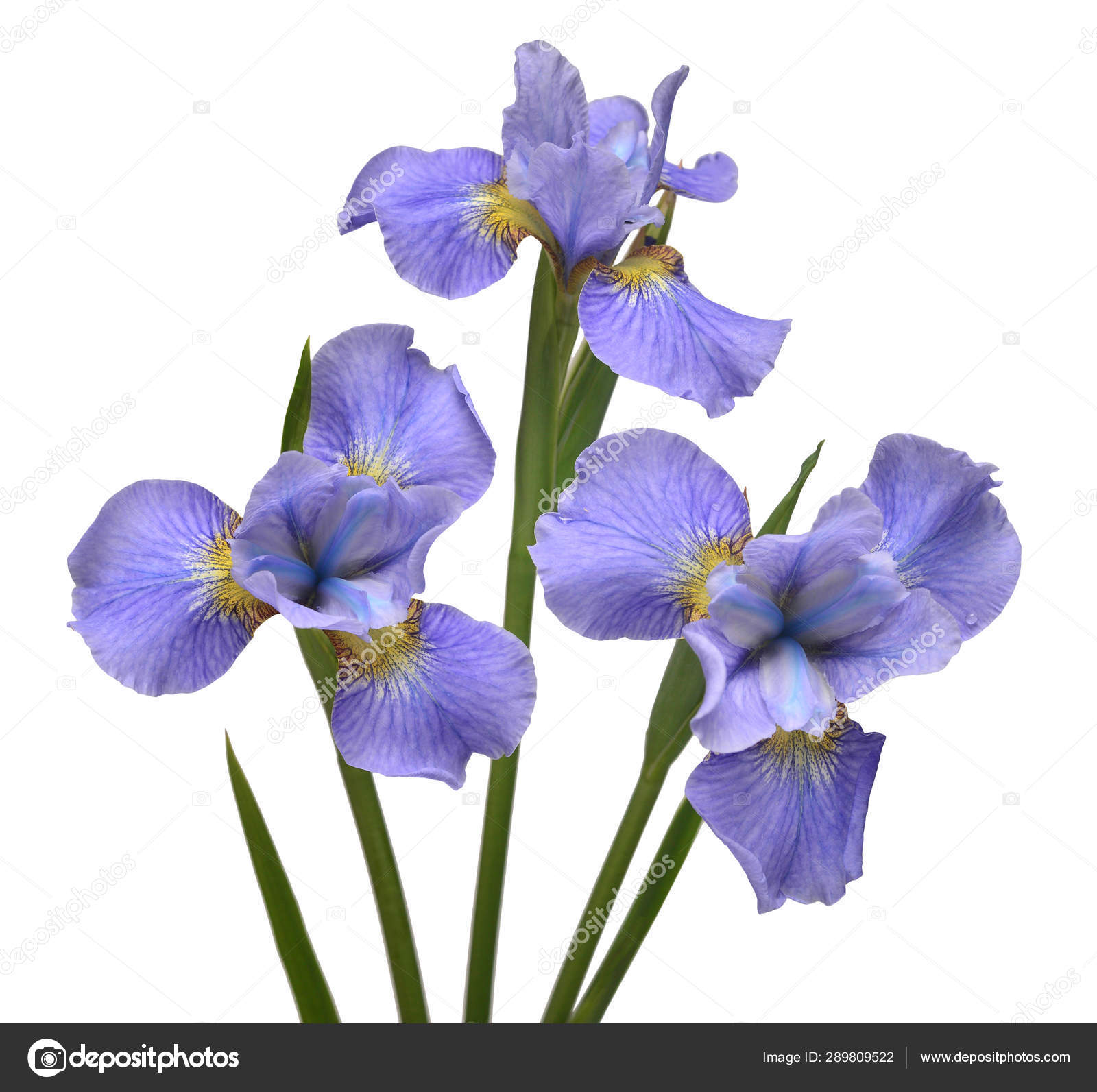 ᐈ An Iris Stock Pictures Royalty Free Iris Photos Download On Depositphotos
