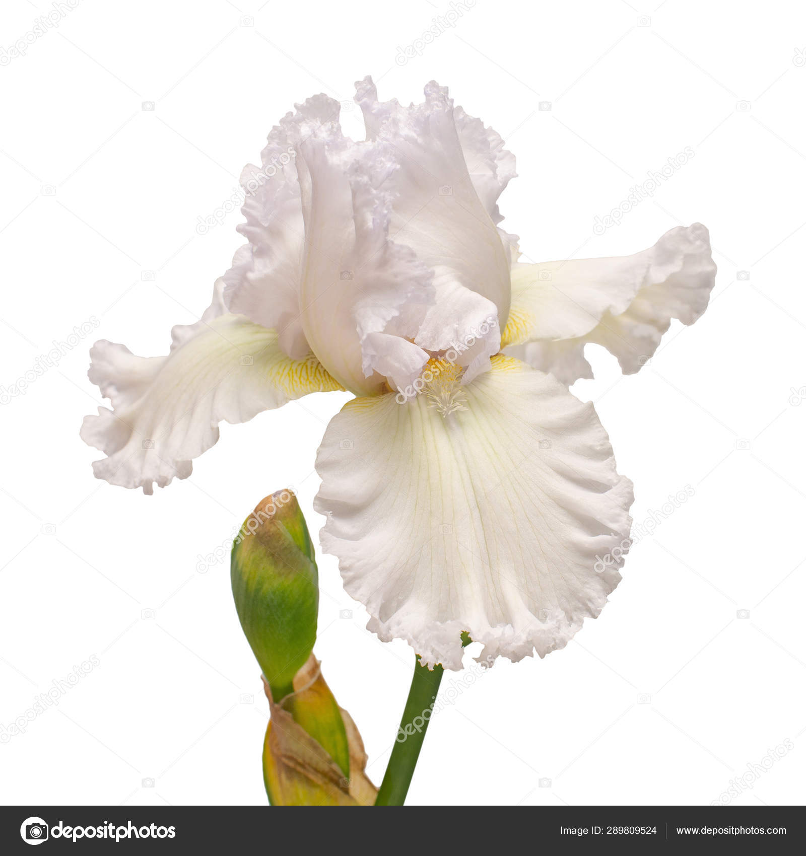 Iris flower isolated on white background. Easter. Summer. Spring ...