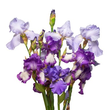 Beyaz arka planda izole edilmiş çok renkli buket iris çiçeği. E