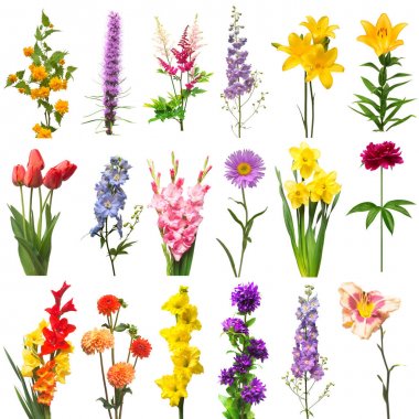 Koleksiyon güzel çiçekler çeşitli delphinium, dahlia, kerria