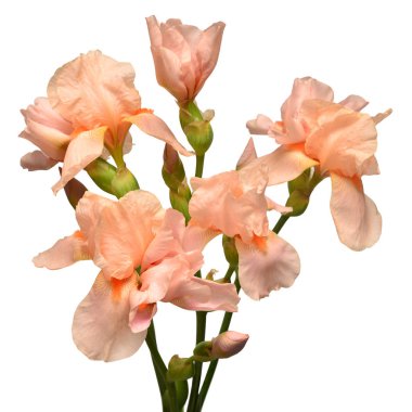 Turuncu buket iris çiçek beyaz arka plan izole. Paskalya.
