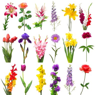 Koleksiyon güzel çiçekler çeşitli delphinium, gladiolus, ros