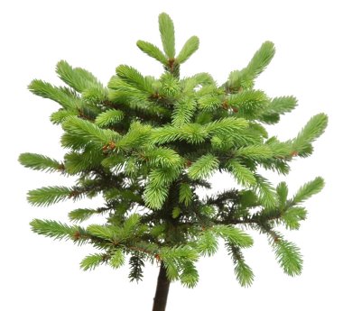 Beyaz arka plan üzerinde izole picea pungens glauca globosa çeki düzen vermek