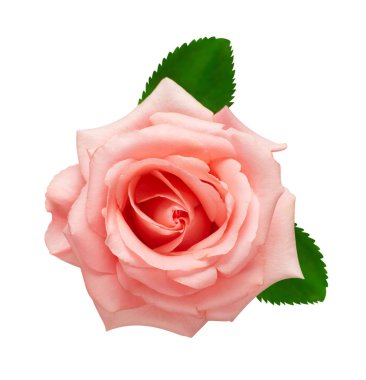 Pembe gül çiçeği beyaz arka plan üzerinde izole. Düğün kartı, bri