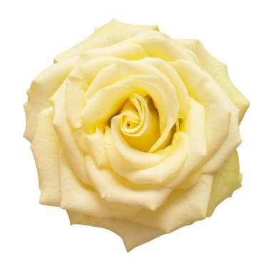 Sarı gül çiçeği beyaz arka plan üzerinde izole. Düğün kartı, b