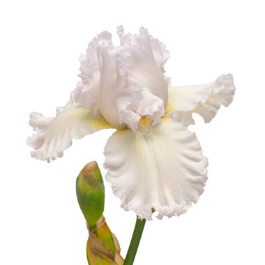 Beyaz arka plan üzerinde izole Iris çiçeği. Paskalya. Yaz. Bahar