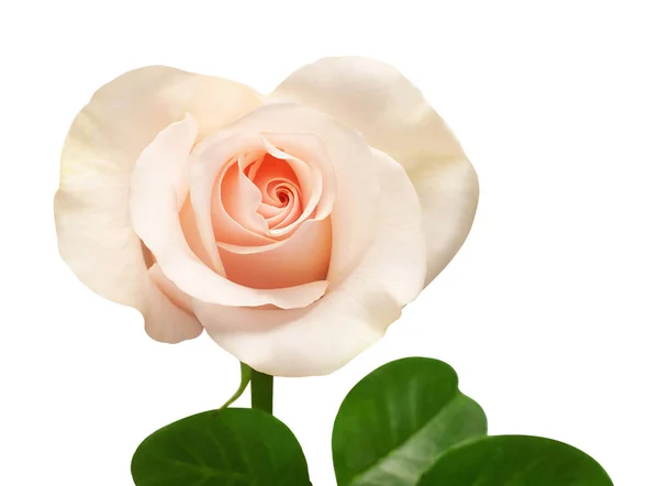 Cuore rosa fiore isolato su sfondo bianco. Biglietto nuziale, br — Foto Stock