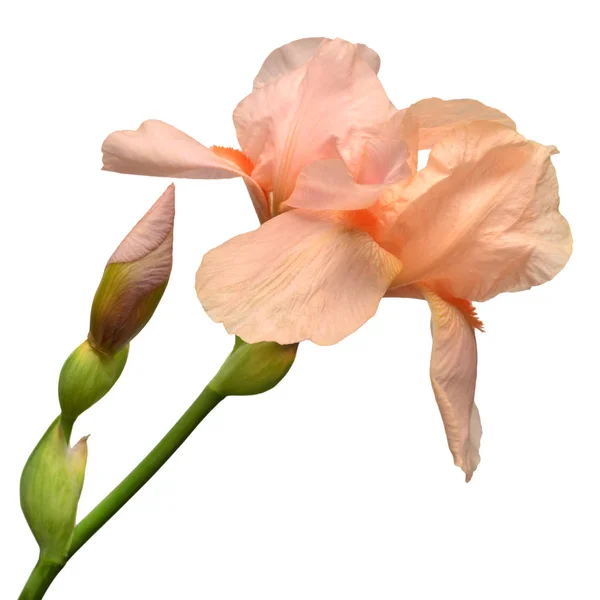 Orange bouquet iris flower isolated on white background. Easter. — Stock Photo, Image