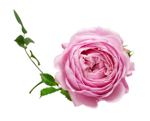 Różowa angielska Róża Davida Austina wyizolowana na białym tle. — Zdjęcie stockowe