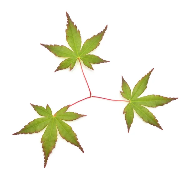 화이트 백그로에 분리 된 녹색 단풍 잎 에이서 팔마툼 카츠라 — 스톡 사진