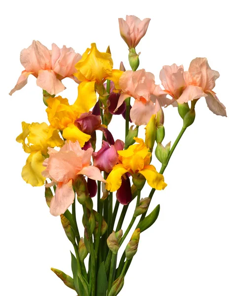 Ramo de flores de iris multicolor aislado sobre fondo blanco . — Foto de Stock