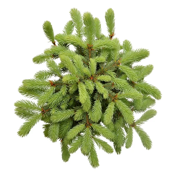 Spruce picea pungens glauca globosa isolerad på vit bakgrund — Stockfoto