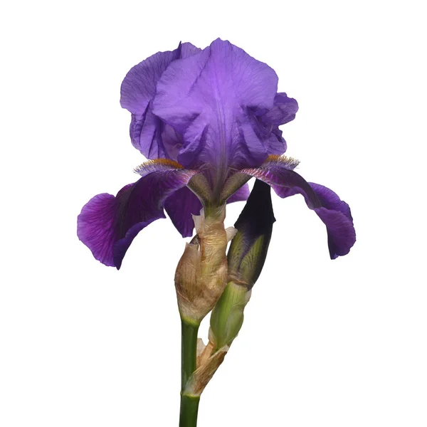 Iris fiore isolato su sfondo bianco. Estate. Primavera. Piatto l — Foto Stock