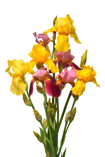 Iris bloemen boeket veelkleurige geïsoleerd op witte achtergrond. — Stockfoto