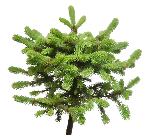 Spruce picea pungens glauca globosa isolerad på vit bakgrund — Stockfoto